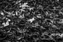 maple leaves on the ground by timla