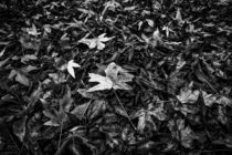 maple leaves in autumn in black and white by timla