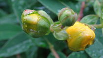 Regentropfen auf gelber Blütenknospe von artofirenes