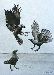 Crow Fight by Nandan Nagwekar