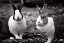 Bunny Buddies by Vicki Field