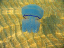 Jellyfish by Yuri Hope