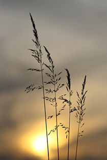 Gräser vor dem Abendhimmel by Bernhard Kaiser