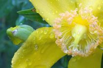 Yellow in the rain  by artofirenes