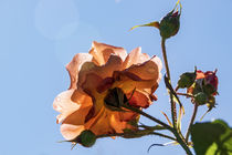 sparkling rose by Chris Berger
