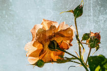 Spell a rose von Chris Berger