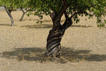 Alter Olivenbaum auf Mallorca by ralf werner froelich