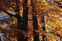 Herbstwald von heiko13