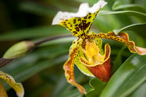 .orchid. by Katarzyna Körner