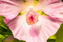 Stempel einer rosa Blüte by toeffelshop