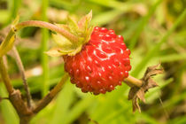 Wilde Erdbeere by toeffelshop