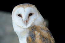 Barn Owl by Harvey Hudson