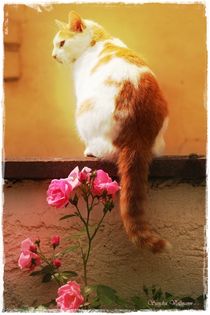 Cat and Roses Nr 1 by Sandra  Vollmann