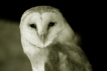 Barn Owl by Harvey Hudson