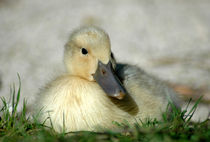 Duckling by Harvey Hudson