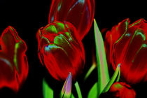 Solar Tulips von Harvey Hudson