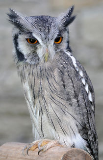 Scops Owl by Harvey Hudson