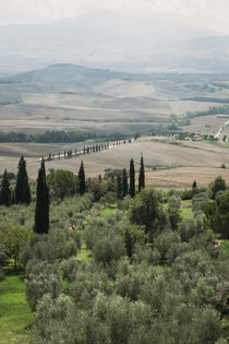 Tuscany Landscape by whiterabbitphoto