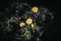'Wild flowers' by whiterabbitphotographers