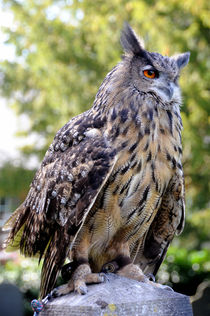 Bengal Eagle Owl 2 by Harvey Hudson