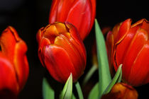 Tulips von Harvey Hudson