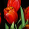 Tulips-2