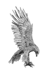 eagle by Condor Artworks