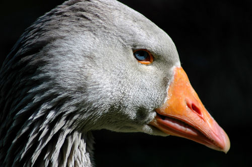 Greylag-goose