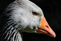 Greylag Goose by Harvey Hudson