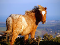 Welsh Mountain Pony by Harvey Hudson