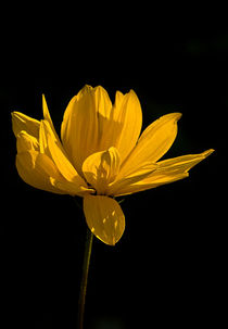 Yellow Coreopsis Flower von Jacqi Elmslie