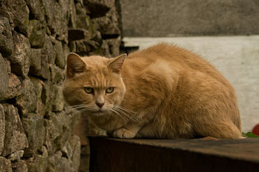 Imgp7199-ginger-cat