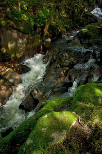 Tumbling Stream Mossy Stones by Jacqi Elmslie
