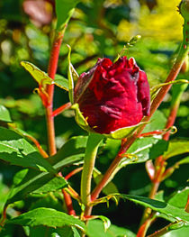 Red Rose von Michael Naegele