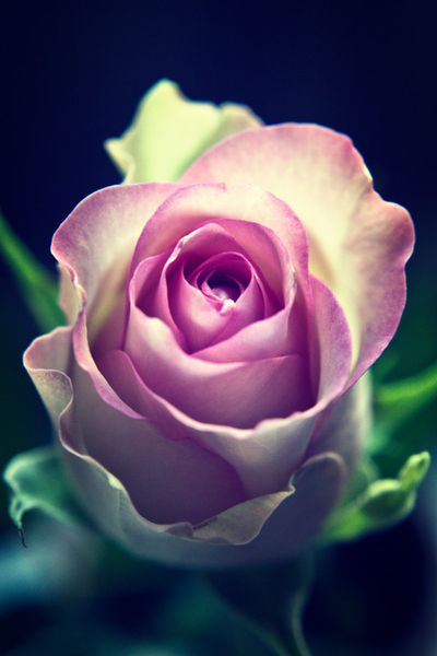 Single-pinktip-rose