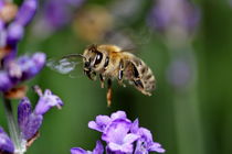 Bienen III von artpic