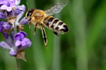 Bienen II von artpic