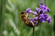 Bienen I von artpic