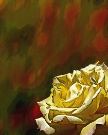 yellow rose von Michael Naegele