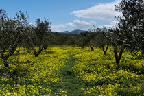 Zwischen den Olivenbäumen by Markus Hartung