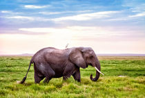 Elefant - Kenia von Viktor Peschel