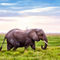 Elefant-kenia-5593