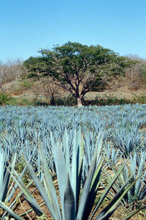 Blue Agave Plants by John Mitchell