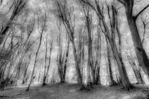 'Forest of Ghosts' von David Pyatt