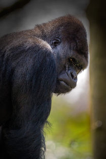 Gorilla von Mario Hommes