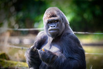 Gorilla by Mario Hommes