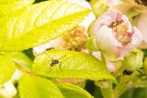 Geflügelte Ameise vor Heckenrosenblüte by toeffelshop