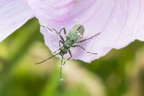 Käfer voller Blütenstaub by toeffelshop