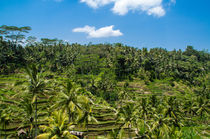 Rice terrace, Bali by Kevin  Keil