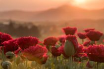 Mohnblumen beim Sonnenaufgang von Frank Landsberg